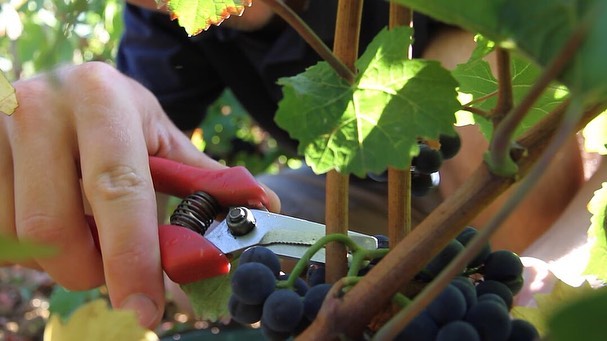 Vendange du domaine chapuis