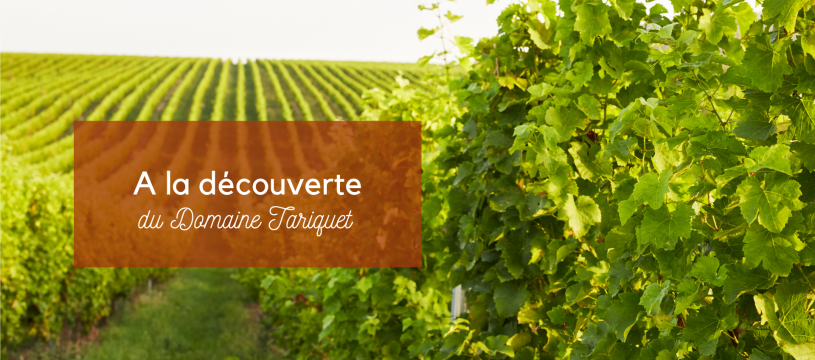 Discovering the Tariquet estate