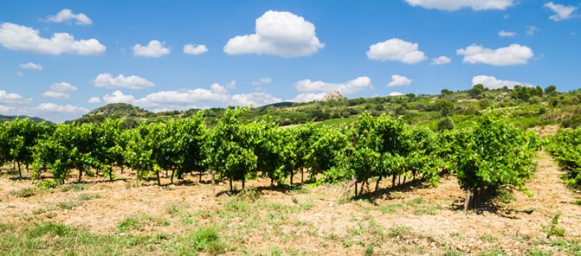 Les vins de la Vallée de la Loire